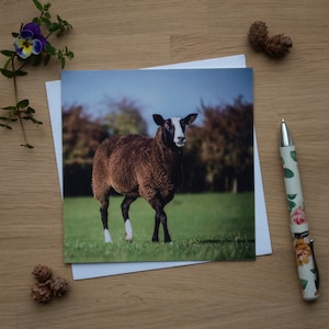 Greetings Card - Zwartble, Sheep