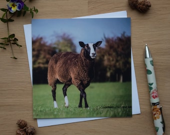 Biglietto di auguri - Zwartble, Pecora