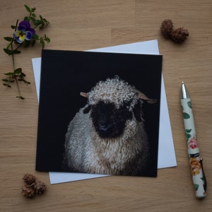 Wenskaart - Black Nosed Wallis, schapen