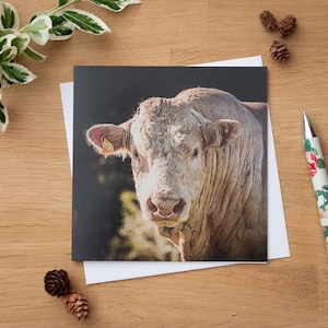 Wenskaart - Bully Boy, Simmental Bull, Bull met ring in neus