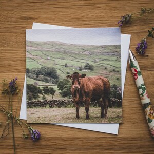 Cartão de felicitações - Yorkshire Dales Limousin, Gado, Vaca