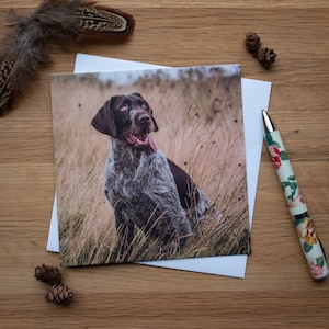 Cartão de felicitações - Gazing Gundog, Pointer alemão de pelo duro