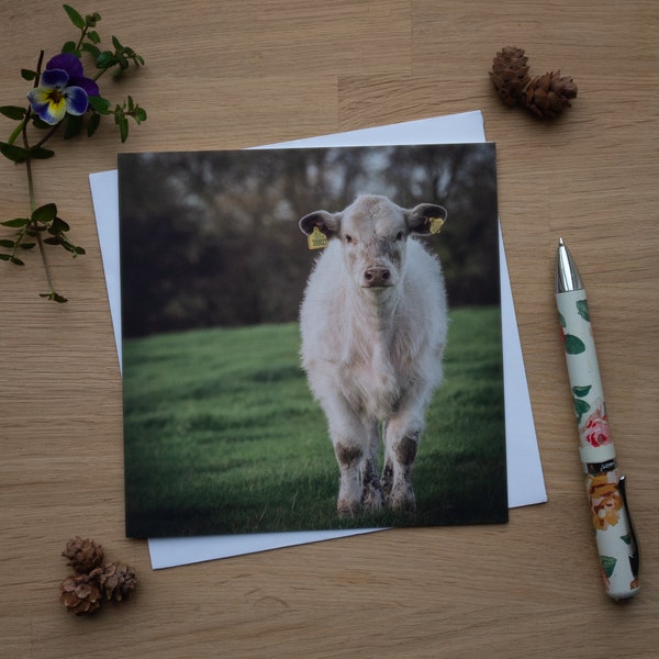 Greetings Card - Mini Moo, Shorthorn Calf