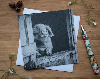 Greetings Card - Oink! , Pig looking over stable door