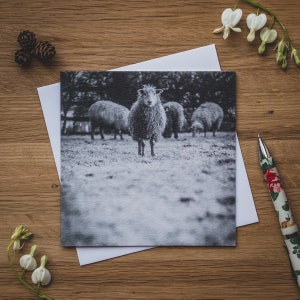 Greetings Card - Here's looking at Ewe - Flock of sheep
