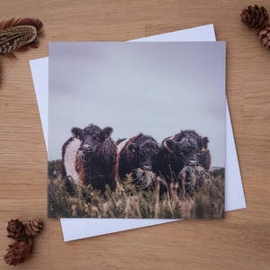 Wenskaart - Beltie-ontbijt, Galloway-koeien met riem