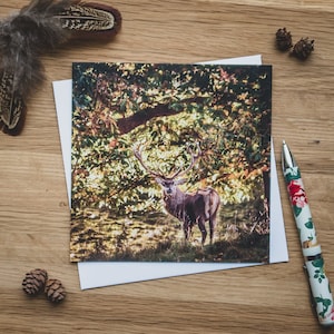 Carte de voeux - Cerf d'automne, cerf