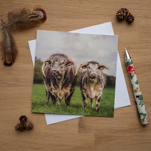 Pode incluir: Duas vacas marrons e brancas com grandes chifres estão em um campo gramado. As vacas estão olhando para a câmera. O céu está nublado.