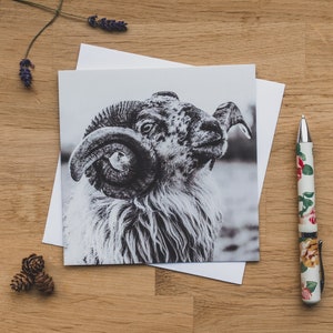 Greetings Card - Rare Beauty, Boreray Sheep, Ram with Horns, Tup