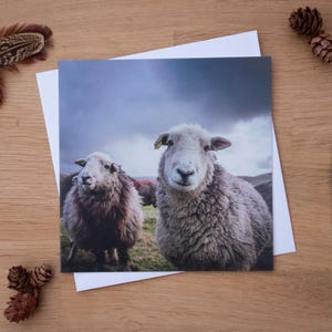 Cartão de felicitações - Ovelha olhando para mim?, Ovelha de Herdwick