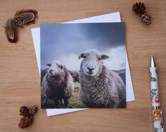 Kartka z pozdrowieniami - Owca patrzy na mnie?, Owca Herdwick