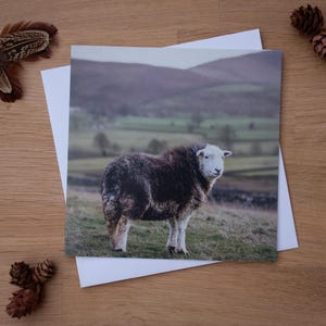 Cartão de Saudações - Herdwick, Ovelha, Carneiro