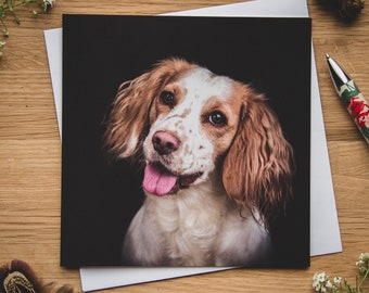 May include: A close-up portrait of a white and brown dog with floppy ears. The dog is looking directly at the camera with its tongue sticking out. The background is black.