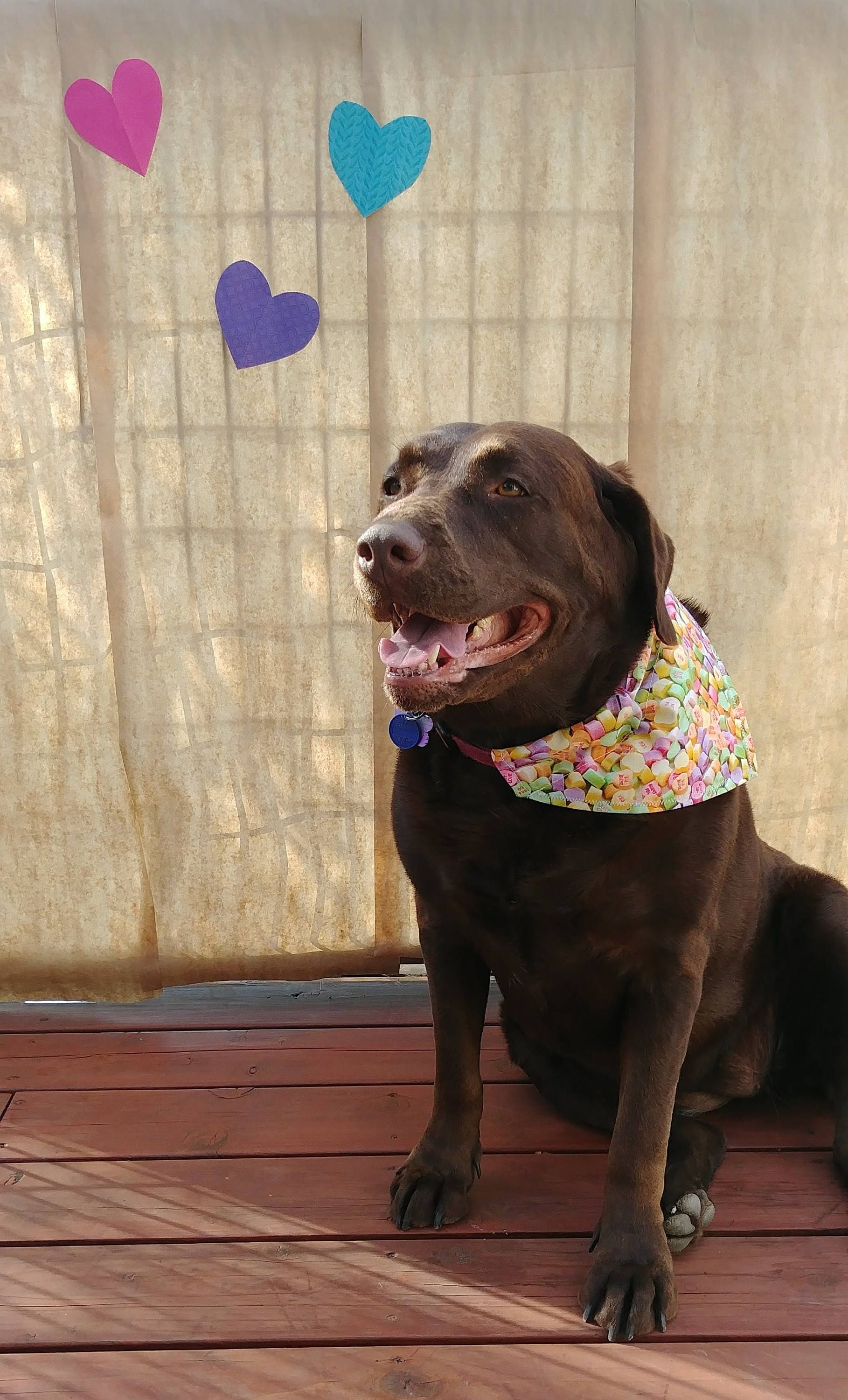 Dog Bandana Valentine's Day Candy Heart Dog Scarf Pet Etsy