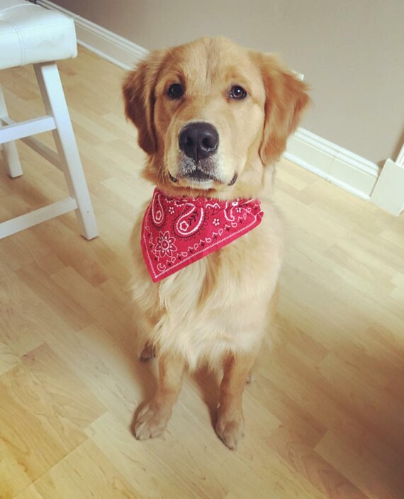 golden retriever puppy bandana