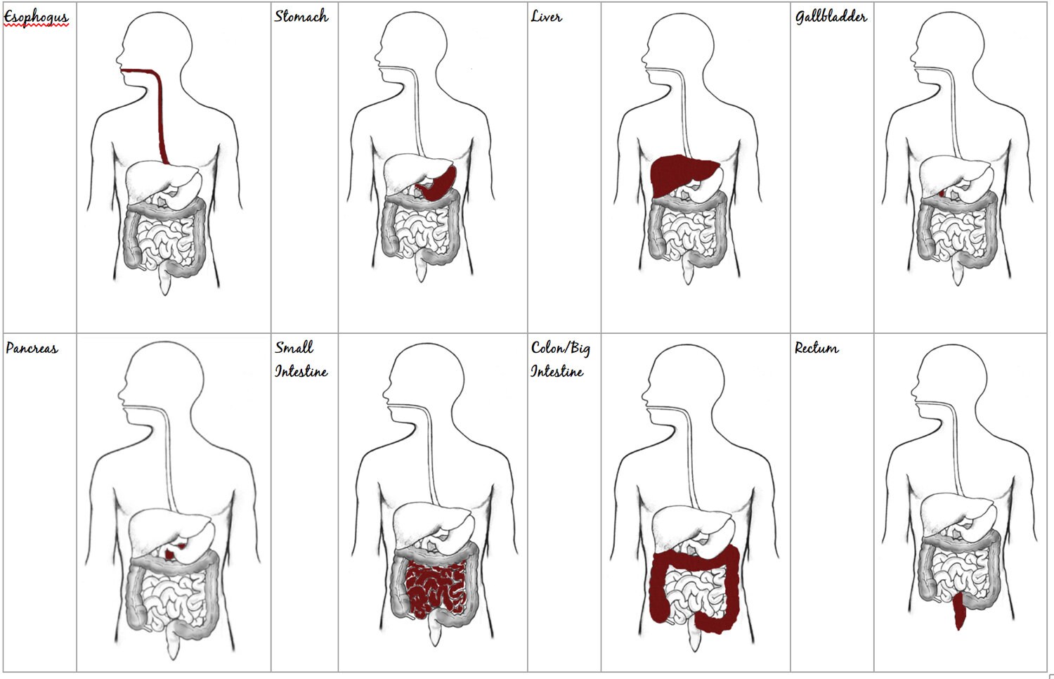 Mcat Digestive System Study Sheet Etsy vrogue.co
