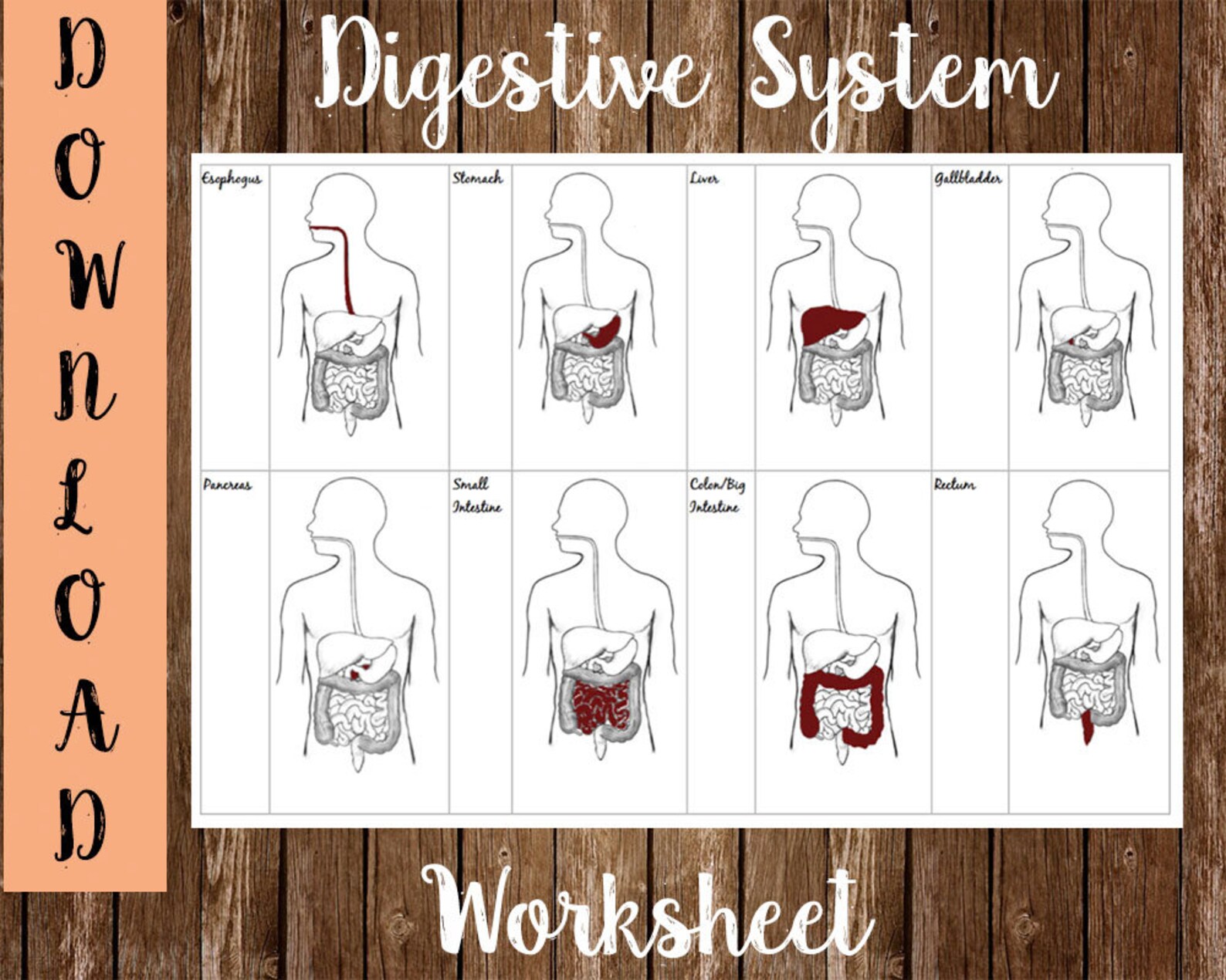 MCAT Digestive System Study Sheet Etsy