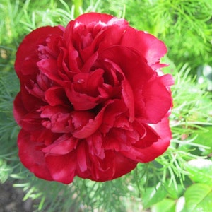 May include: A vibrant, deep red peony flower in full bloom. The petals are tightly packed, creating a lush and full appearance. The flower is surrounded by green foliage.