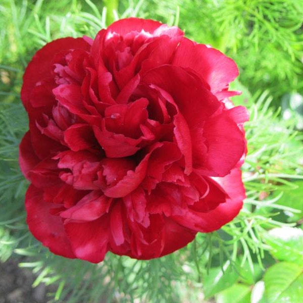 PRE-ORDER-**Double Fern Leaf Peony  (Paeonia tenuifolia 'Rubra Plena')**