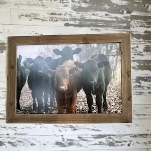 CALF PHOTO DECOR Cow Farmhouse Homestead Livestock Cow Cattle decor  wall decor  sign, House Warming gift, rustic sign Farmhouse  farm home