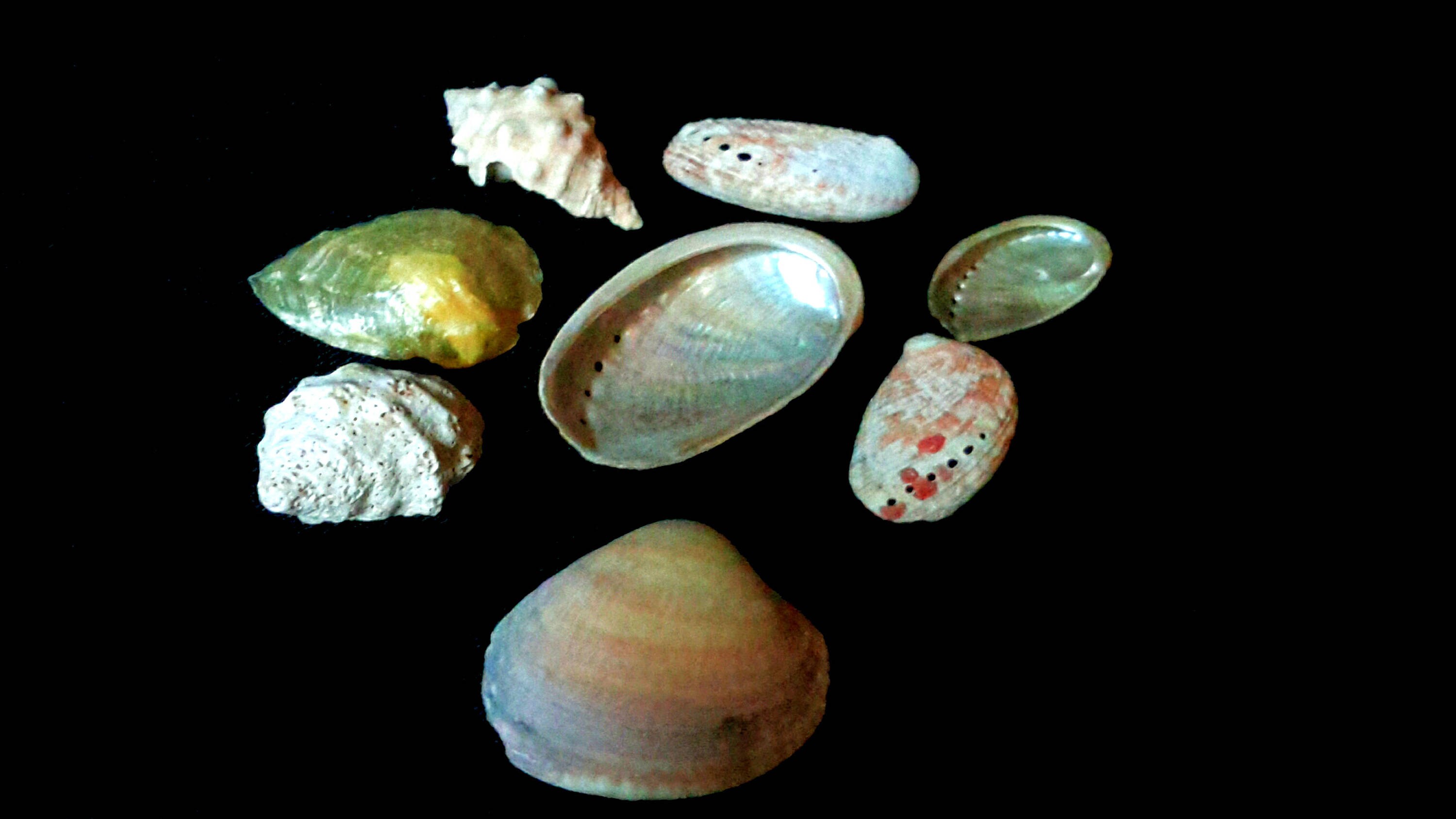 40-80mm Natural Seashells, Mixed Color Beach Seashells, Lot of Sea Shells,  Nautical Decoration, Beach Decor, Tropical Theme, Craft Shells 