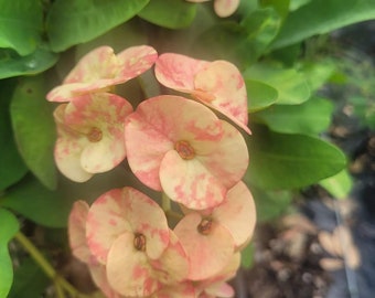 May include: A cluster of pink and white flowers with a spotted pattern. The flowers are in bloom and have a delicate appearance.