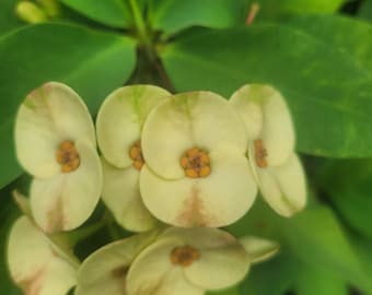 Rote Dornenkrone Pflanze, Kaktus, Sukkulente, Euphorbia Milii Imperatae,  lebende verwurzelte Pflanze - Etsy.de