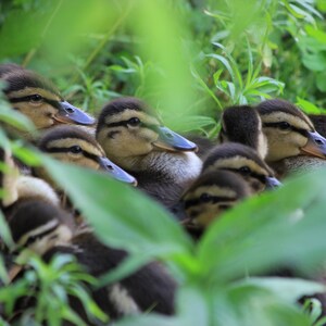 Puede incluir: Un grupo de patitos se acurrucan juntos en un lecho de hojas verdes. Los patitos son marrones y negros con picos amarillos y ojos azules. Las hojas son exuberantes y verdes, creando un camuflaje natural para los patitos.