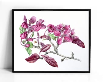 Spring Crabapple Print, 10x8 inch Watercolor Botanical Illustration