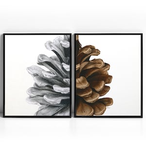 May include: Two framed illustrations of a pine cone, one in black and white and the other in brown tones.