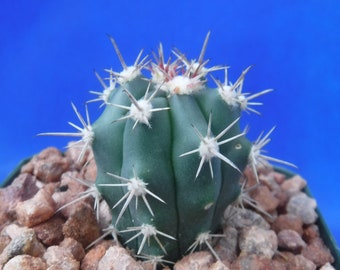 Ferocactus santa-maria Cactus 3.25 « Taille du pot! RARE! Très difficile de trouver des espèces!