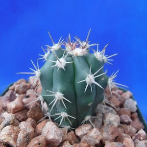 Ferocactus santa-maria Cactus 3.25 Tamaño de la olla RARO Muy difícil encontrar especies imagen 1