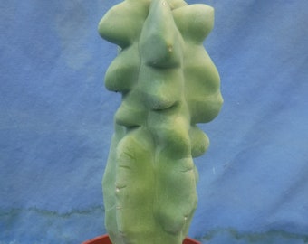 Totem Pole Monstrosus Cactus WElRD No SPINES 6"-10" Tall #2/Landscaping DISCOUNT BLOWOUT Look at Pictures! Please Read Listing!