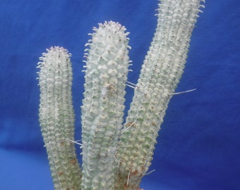 Euphorbia mammillaris VARIEGATED Succulent Cactus 5" to 8" Tall PINK Colors 3 pieces
