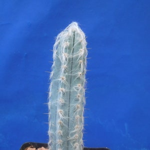 Pilosocereus pachycladus Super Blue Very Hairy Columnar 610 Tall Very BLUE image 1