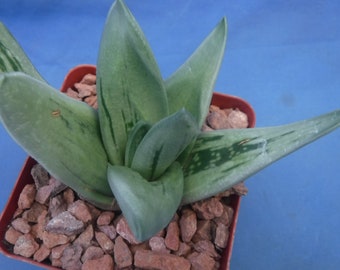 Gasteria Aloë Hybrid Gasteraloe "Green Ice" Succulent 3" Potmaat 3"-4" brede starterplanten