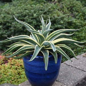 Navajo Princess Mangave STARTER Plant Agave/Manfreda Hybrid Great Variegated Succulent BRIGHT VARIEGATION! 4" Wide RARe!