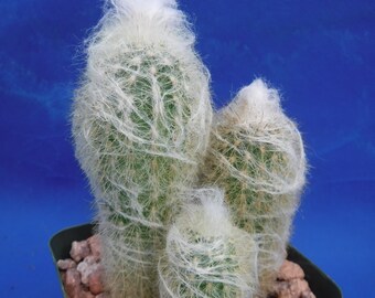 Old Man Cactus Etsy