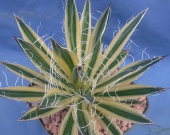 Agave Schidigera 