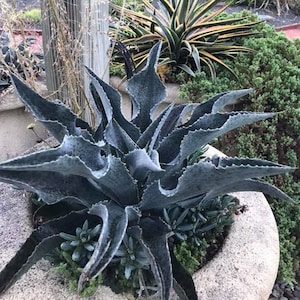 Fangen Sie eine Welle Mangave STARTER Pflanze Agave / Manfreda Hybrid Great FARBEN 4 "oder breiter