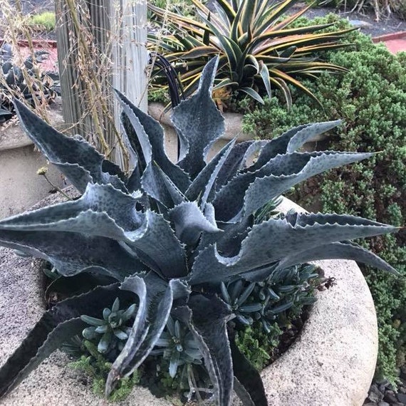 Jabber Jaws Mangave Starter Plant – Agave/Manfreda Hybrid, Variegated Spots, Crazy H Cactus
