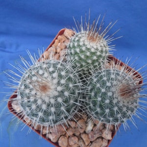 Mammillaria geminispina THREE PLANTS 3.25 Pot Size Gorgeous Plants Pink Flowers image 7