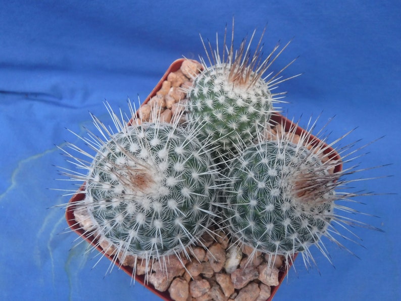 Mammillaria geminispina THREE PLANTS 3.25 Pot Size Gorgeous Plants Pink Flowers image 7