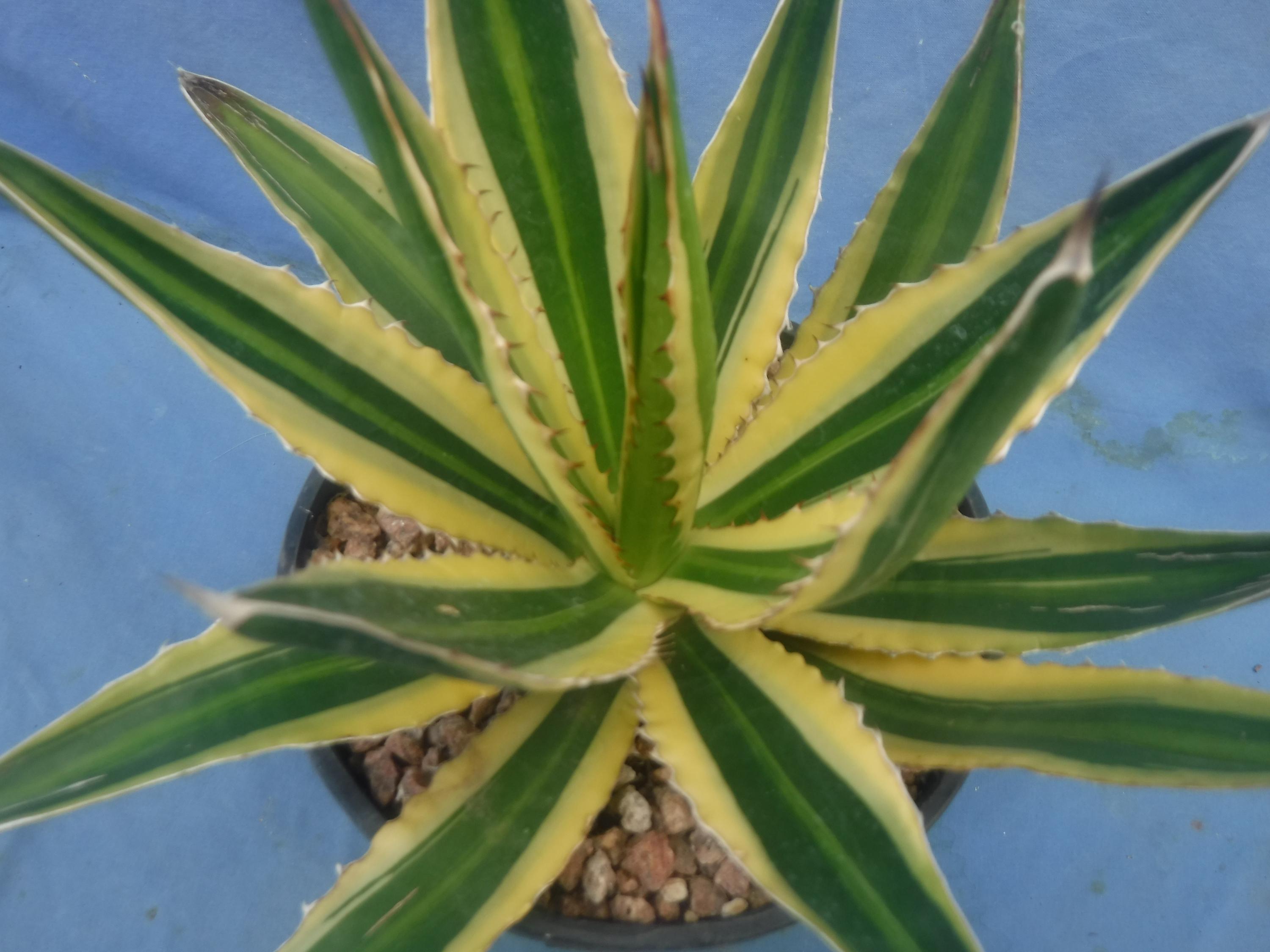 Agave Lophantha 
