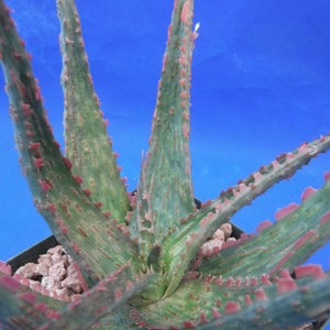 Aloe Hybrid: &quot;Spike&quot; 3-4&quot; Plants Easy 2 Grow Succulent Great Textures/Colors Kelly Griffin Hybrid