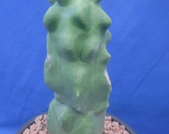 Mât totémique Cactus Monstrose 20,2 cm (8 po.) de haut 6 po. Taille du pot Lophocereus schottii SANS ÉPINES ! Version standard ! Plante entièrement enracinée, PAS une bouture ! Q9