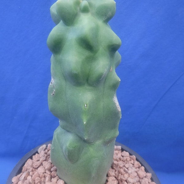 Mât totémique Cactus Monstrose 20,2 cm (8 po.) de haut 6 po. Taille du pot Lophocereus schottii SANS ÉPINES ! Version standard ! Plante entièrement enracinée, PAS une bouture ! Q9