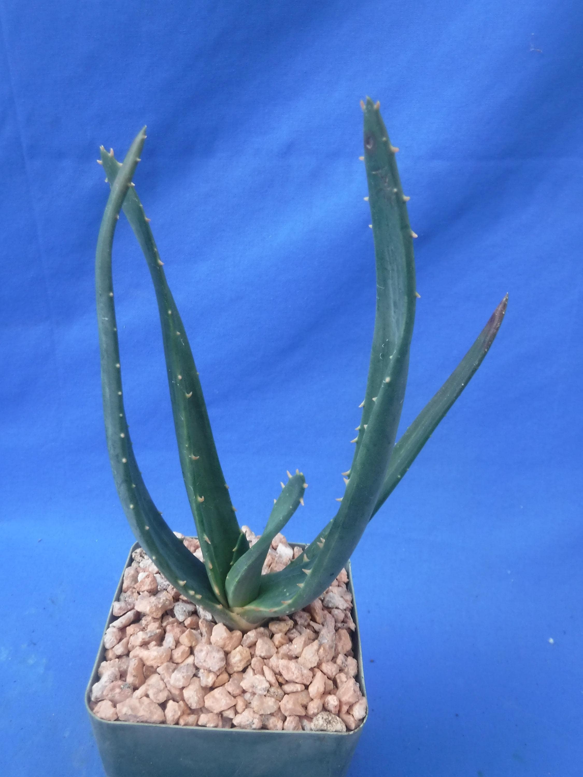 Aloe hercules plant - Etsy 日本