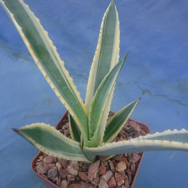 Agave murpheyi "Rodney" VARIEGATED Plant 6" to 8" Wide Great Cold Tolerant Agave Beautiful Bold Yellow Variegation!