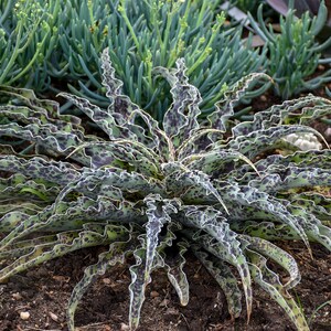 Mint Chocolate Chip Mangave Starter Plant Agave & Manfreda Hybrid 4 to 8 Wide Please READ THE LISTING image 3